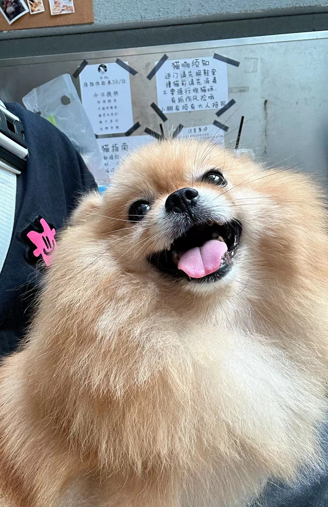 小狗生活照片