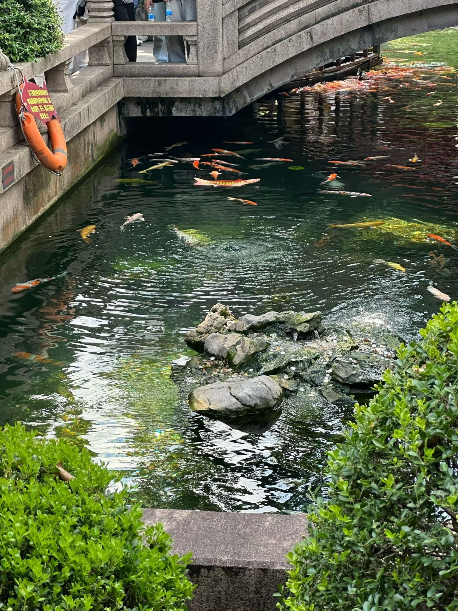 锦鲤